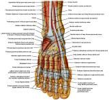 Anatomie: heup,bovenbeen,knie,onderbeen,enkel,voet,acetabulum,collum femoris,trachanter,femur,epicondyl,meniscus,kruisband,cruciate ligament,patella,knieschijf,tibia,fibula,malleolus,talus,calcaneus,tarsus,metatarsus,phalanx,falanx,quadriceps femoris,rectus femoris,sartorius,tensor fasciae latae,tractus iliotibialis,biceps femoris,gastrocnemius,semimembranosus,semitendinosus,soleus,suralis,vena saphena parva,vena saphena magna,sciatic,ischiadicus,peronea